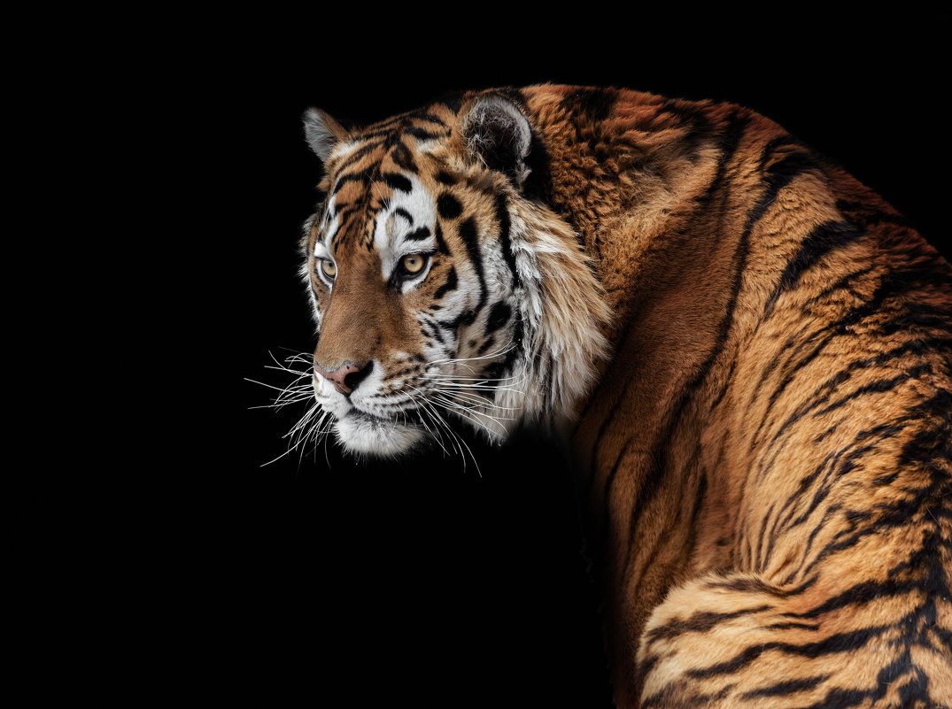 Амурский тигр - олег 