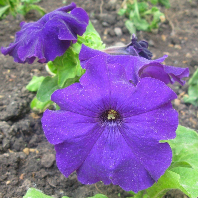 Viola tricolor 14 - Андрей Lactarius