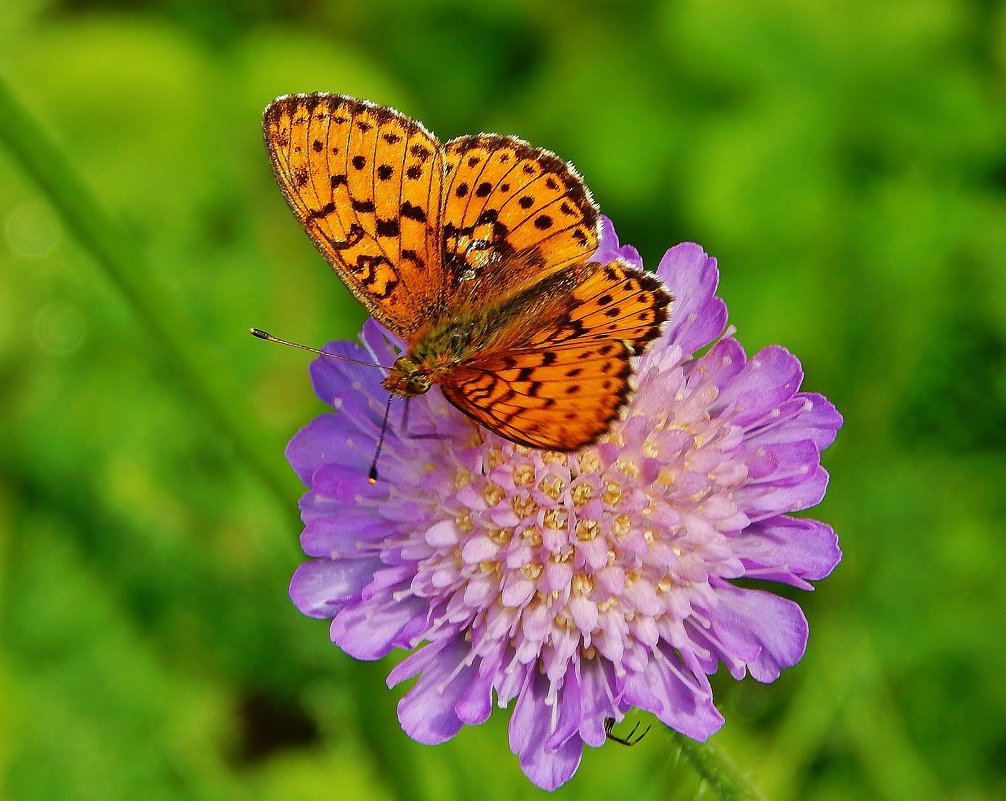 Бабочка на полевом цветке - Валентина Пирогова