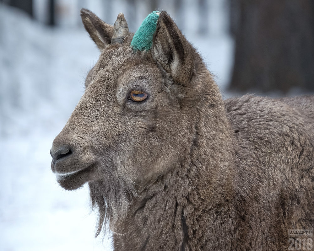 Сибирский горный козел - Владимир Шадрин