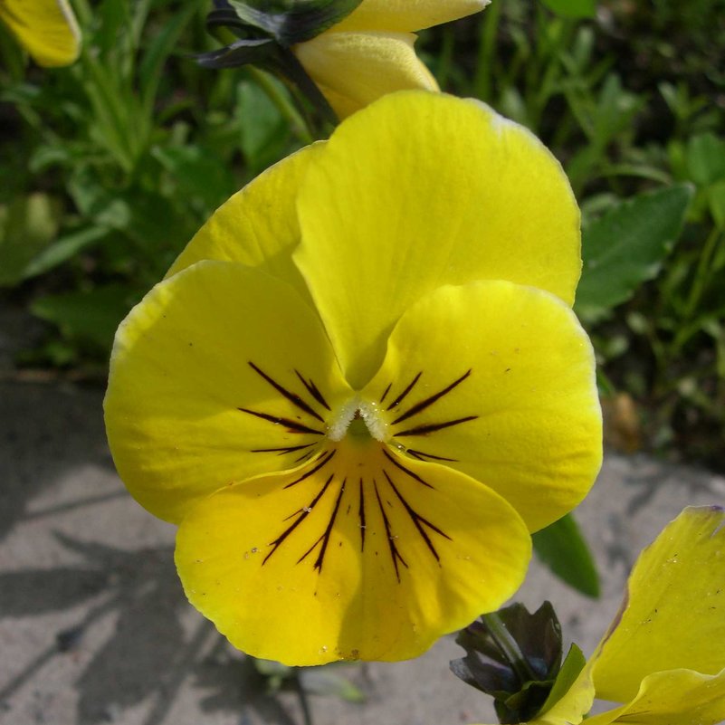 Viola tricolor 16 - Андрей Lactarius