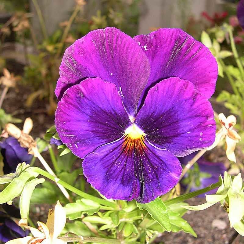 Viola tricolor 27 - Андрей Lactarius