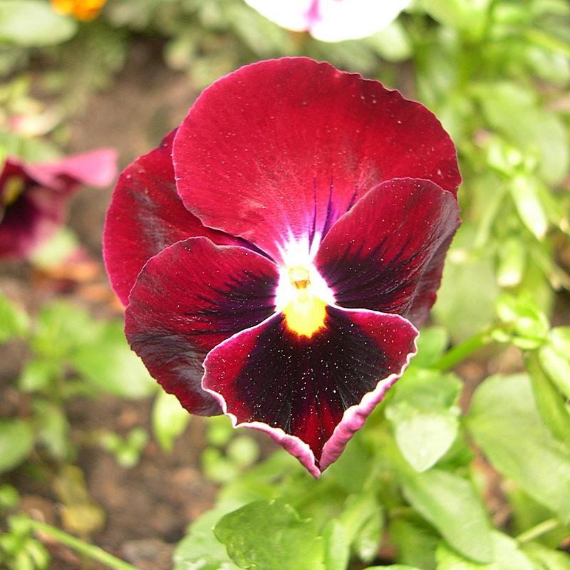 Viola tricolor 33 - Андрей Lactarius