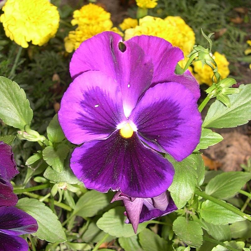 Viola tricolor 31 - Андрей Lactarius