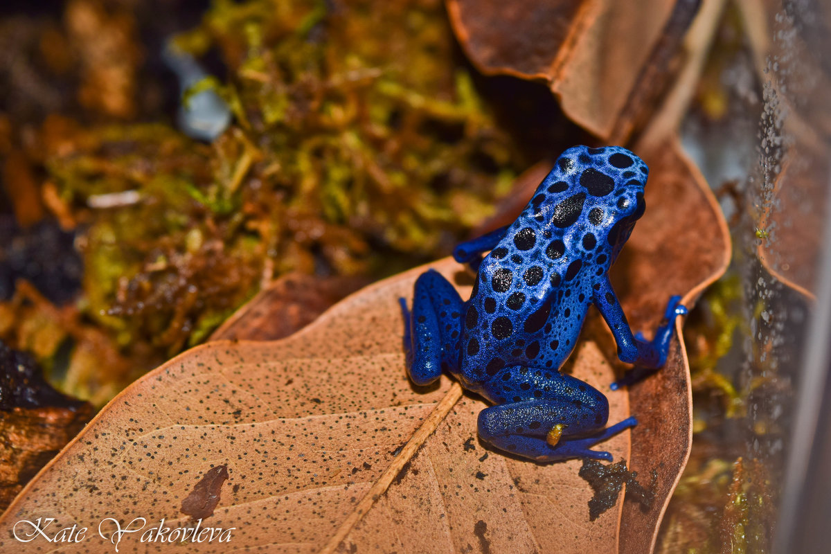 Dendrobates tinctorius "Azureus" - Екатерина Яковлева