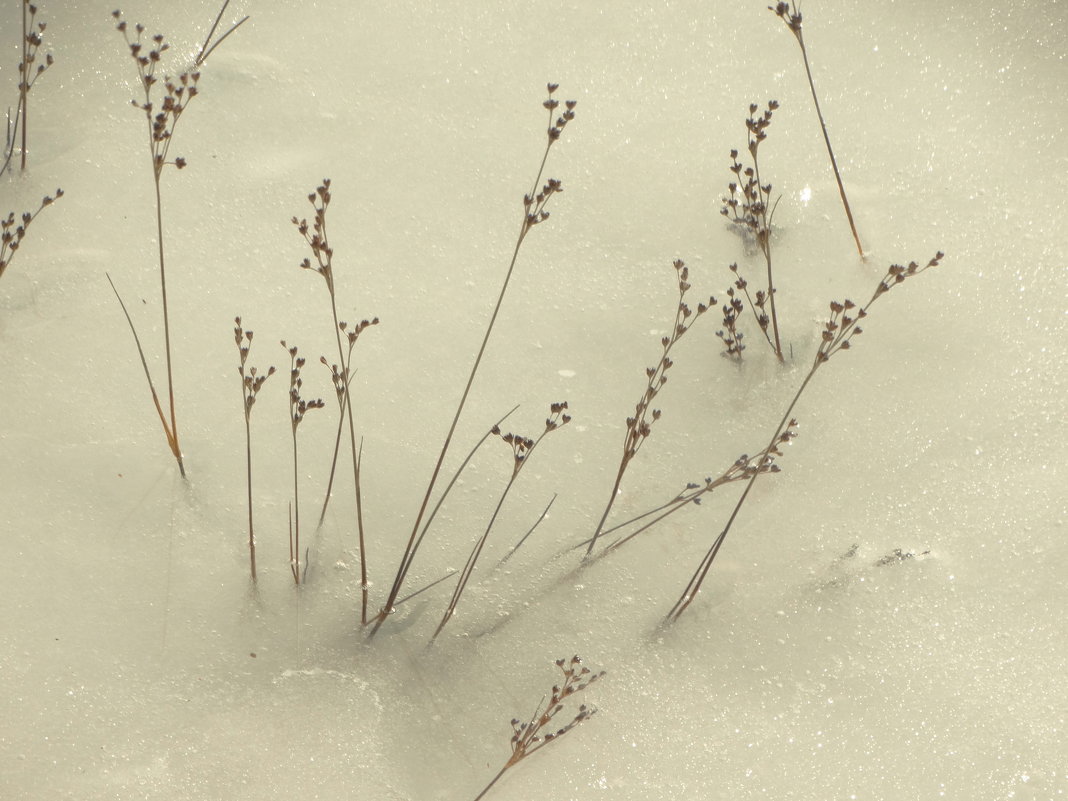 лед и трава - Михаил Жуковский