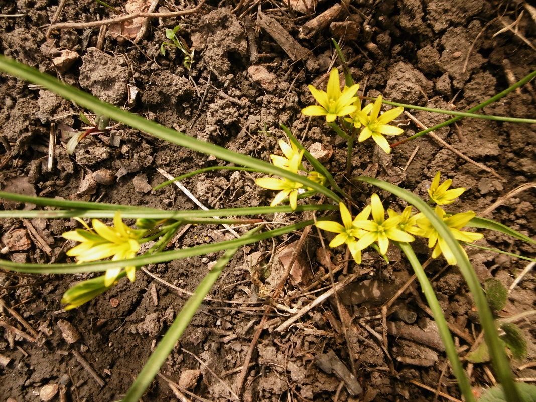 Первые дачные цветы после зимы - татьяна 