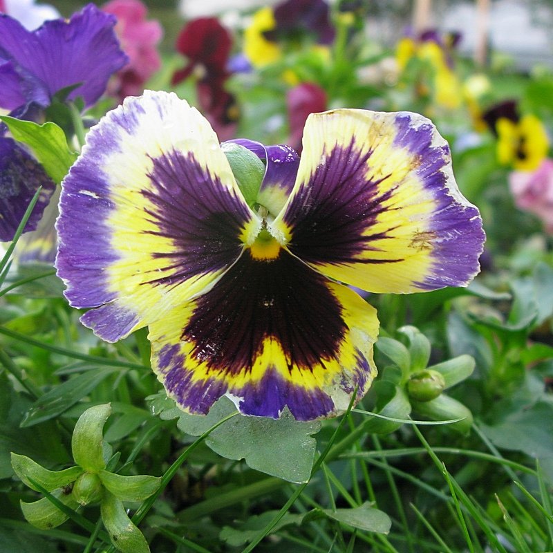 Viola tricolor 37 - Андрей Lactarius