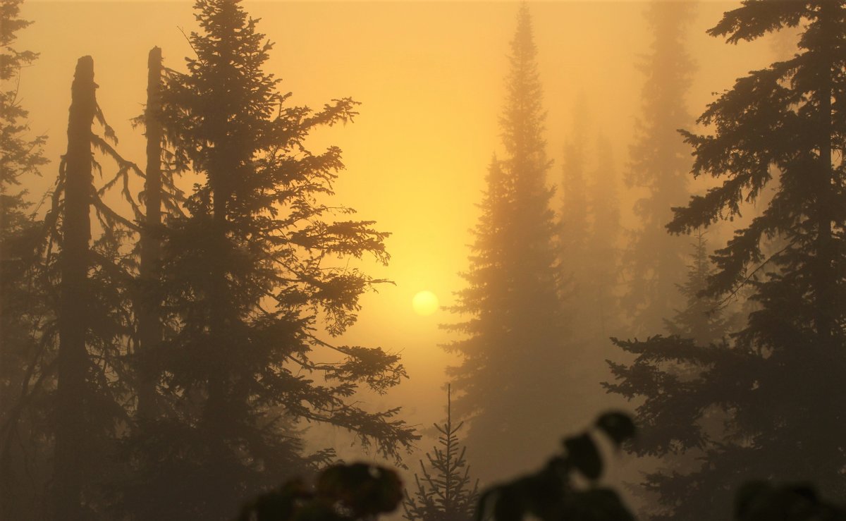 В густой пелене тумана - Сергей Чиняев 