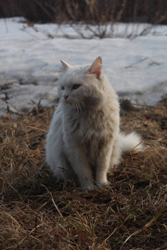 Cats - Alexander Parsaev