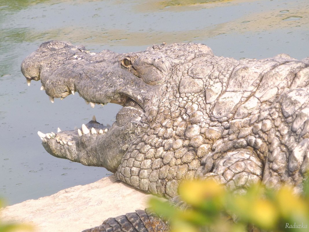 Большая крокодила по берегу ходила - Raduzka (Надежда Веркина)