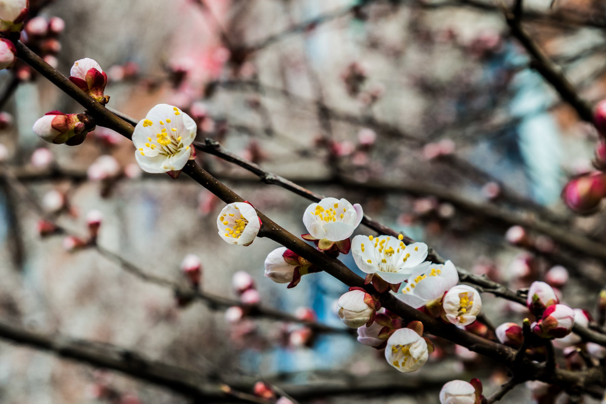 цветение вишни - Александра Рубан