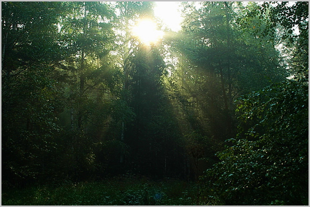 рассвет в лесу - Александр 