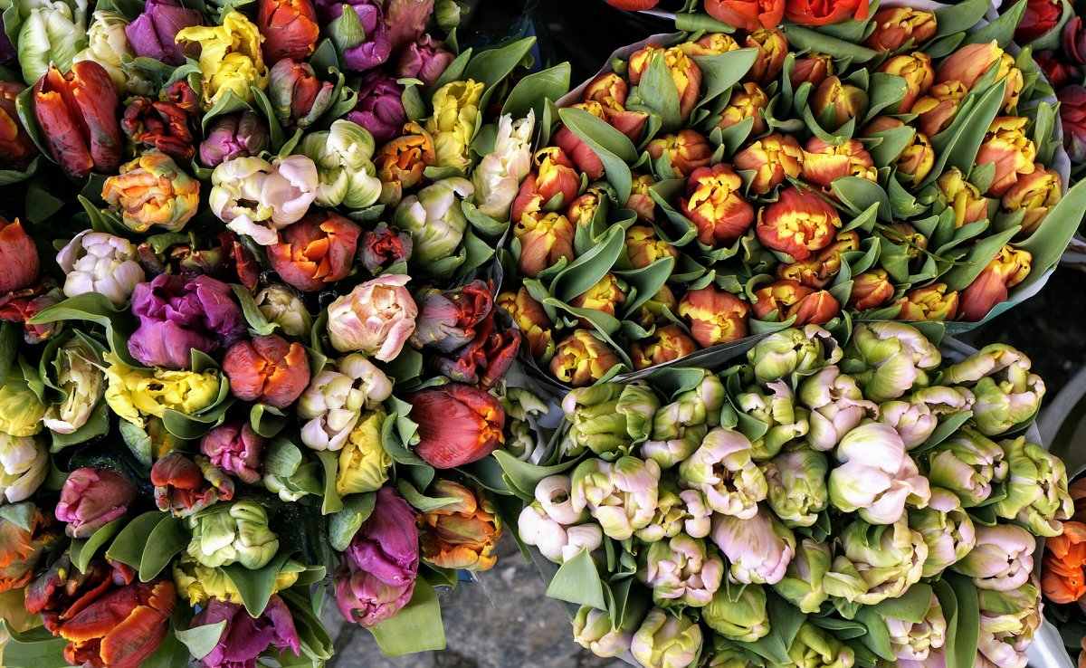 Голландские тюльпаны - IURII 