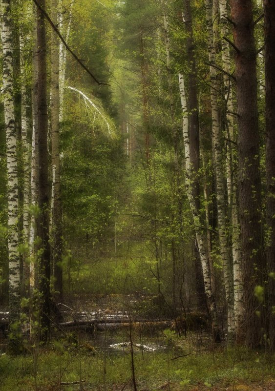 Марийский лес весной - Лада Котлова