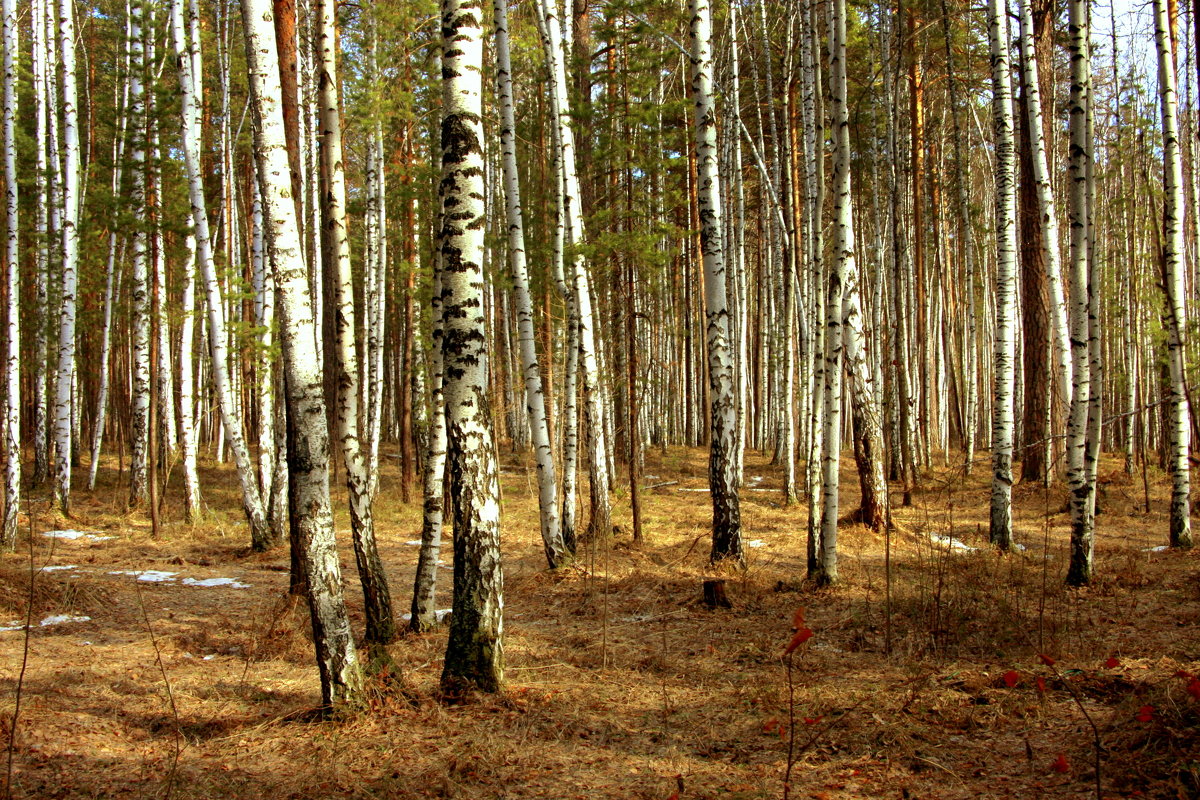 Апрель в березовом лесу - Нэля Лысенко