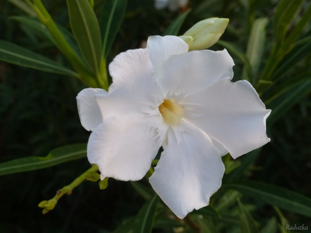 Нежный цветик - Raduzka (Надежда Веркина)