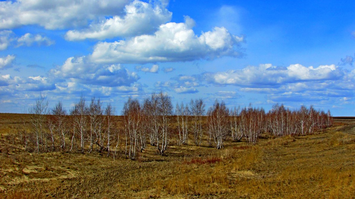 <Берёзовый лесок - Владимир 