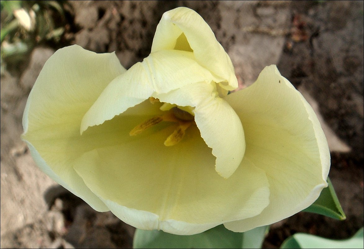 Тюльпан из соседнего двора - Нина Корешкова