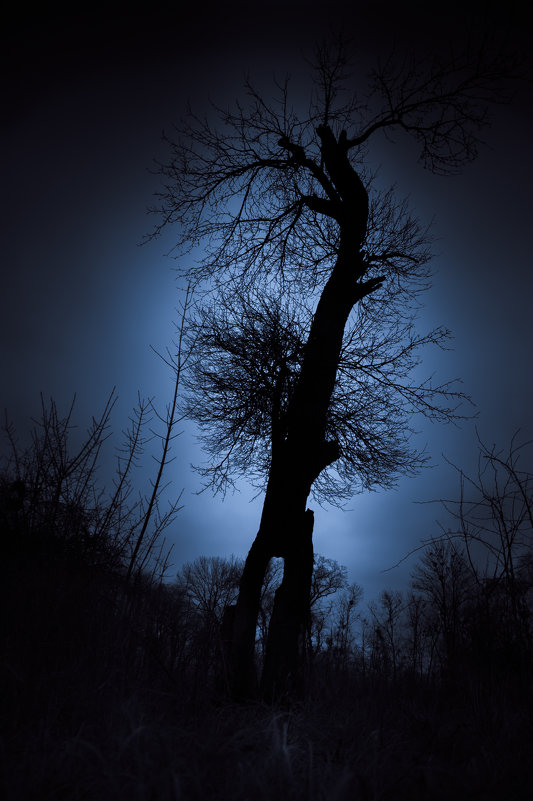 Лунное дерево - Sergiy Korkulenko