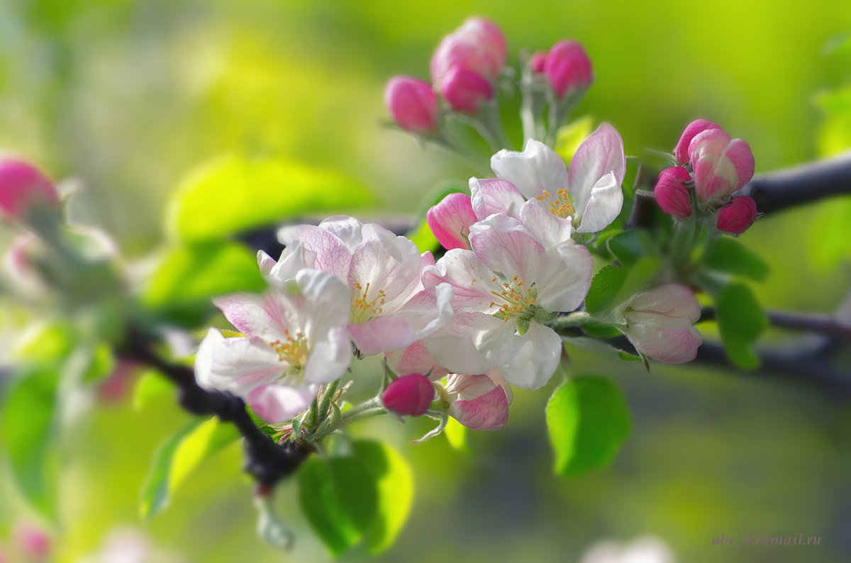 Вдыхая запах яблони в цвету, я по траве ступаю осторожно. - Николай Ковтун