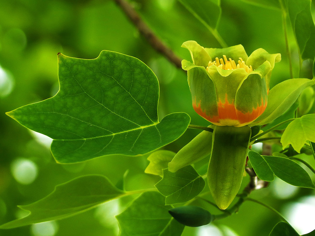 Цветок тюльпанного дерева - Светлана 