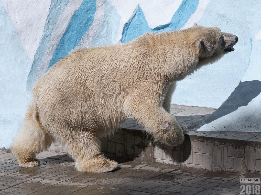 Белый медведь - Владимир Шадрин