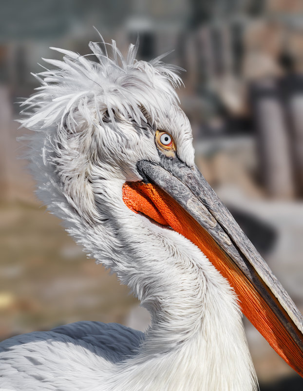 Кудрявый пеликан - олег 