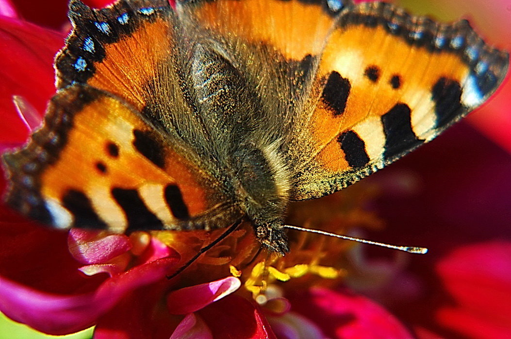 бабочка крапивница - Александр 