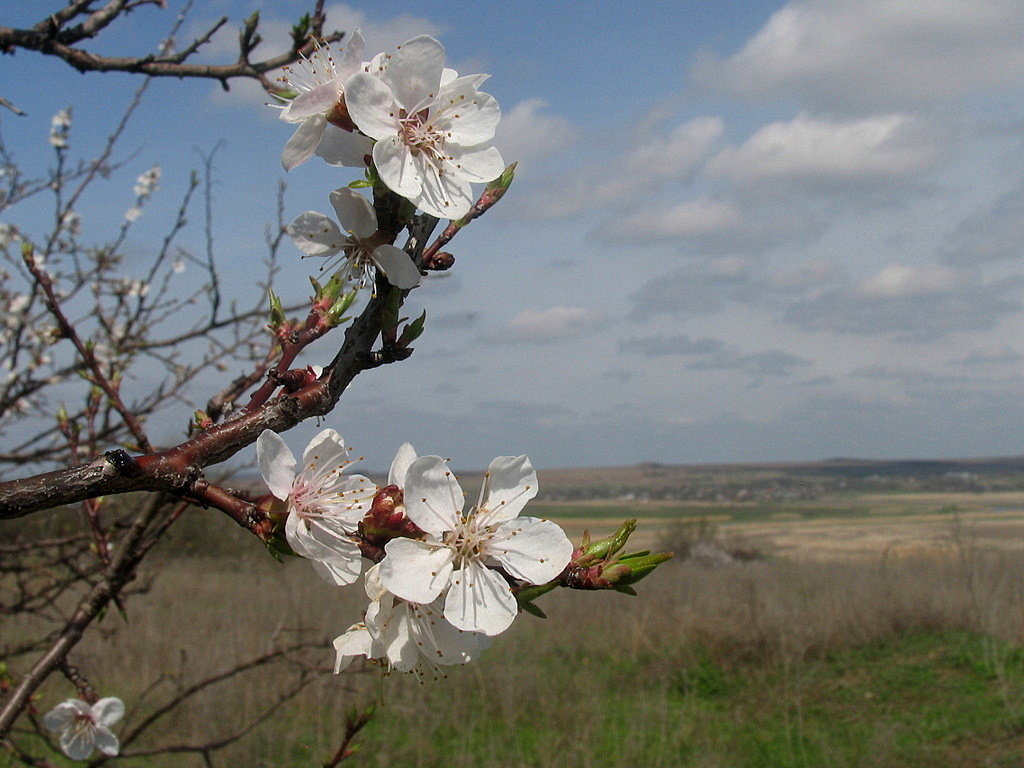 Весна в Ростовской области - Владимир Стаценко