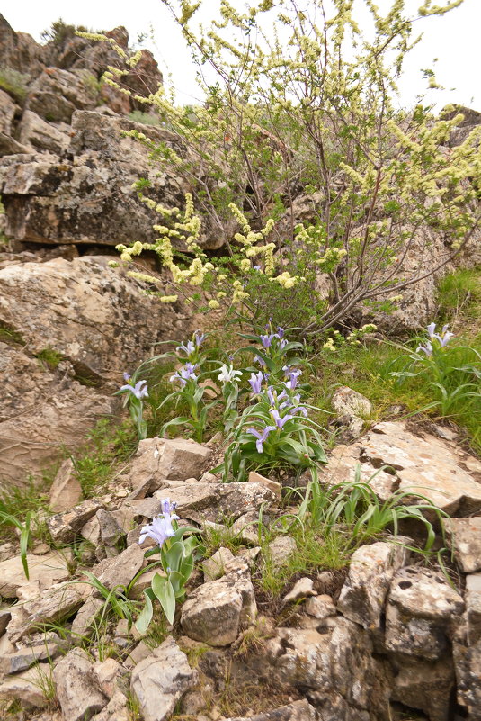 цветы в горах - vladimir polovnikov