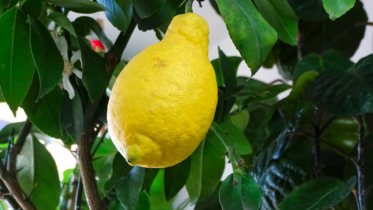 Интерьер квартиры,  украшенный лимонным деревом - Милешкин Владимир Алексеевич 