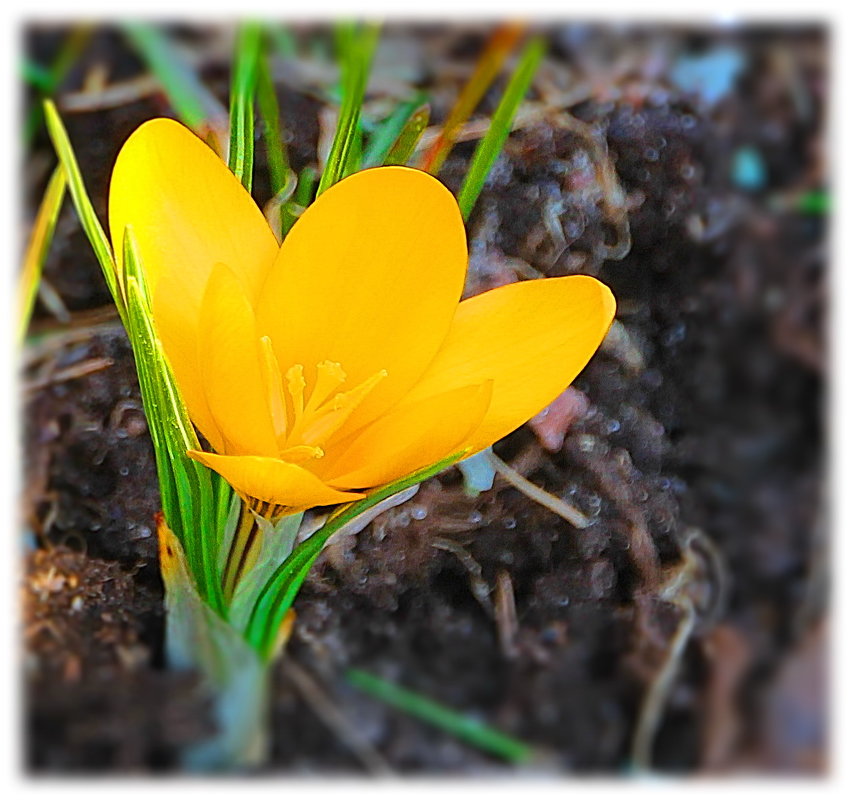 Апрельский аленький цветочек... - Tatiana Markova