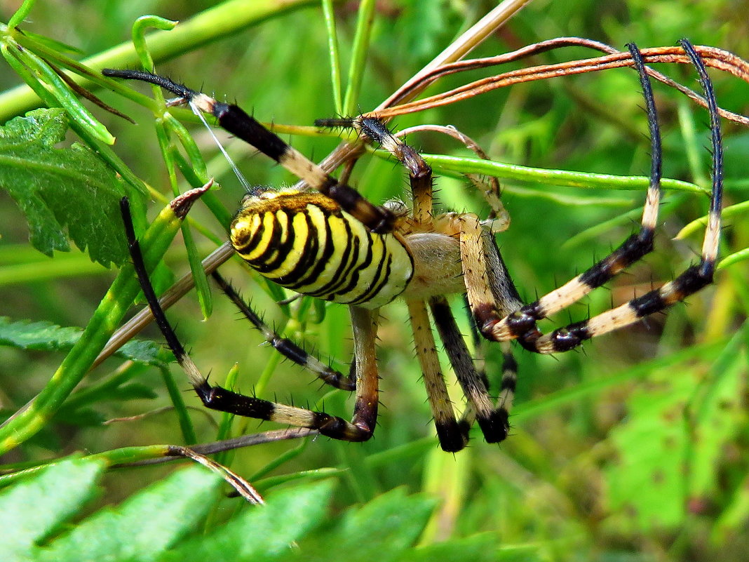 Аргиопа Брюнниха, или паук-оса (лат. Argiope bruennichi) - vodonos241 