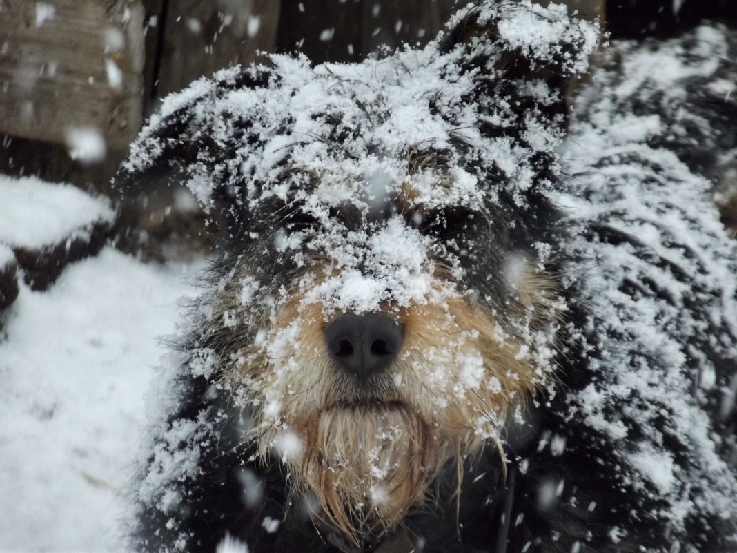 Снежный пёс - Светлана Рябова-Шатунова