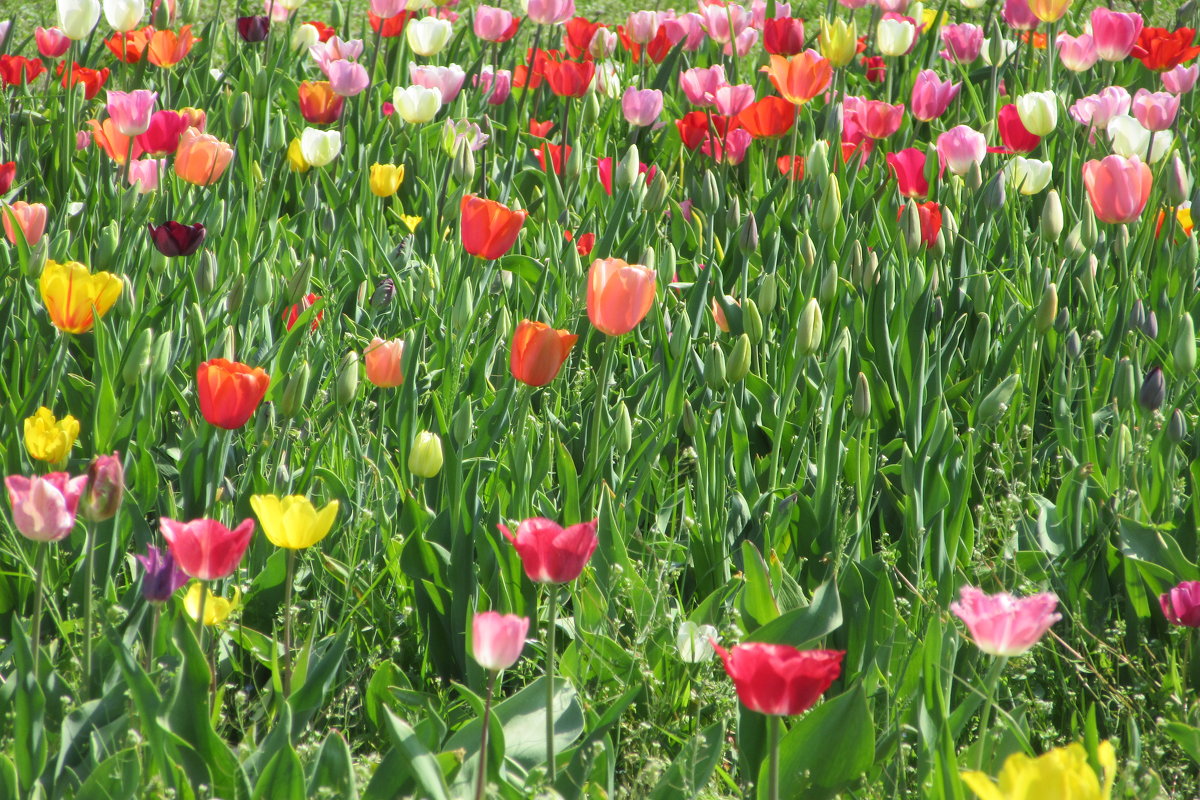 Тюльпаны - Mariya laimite