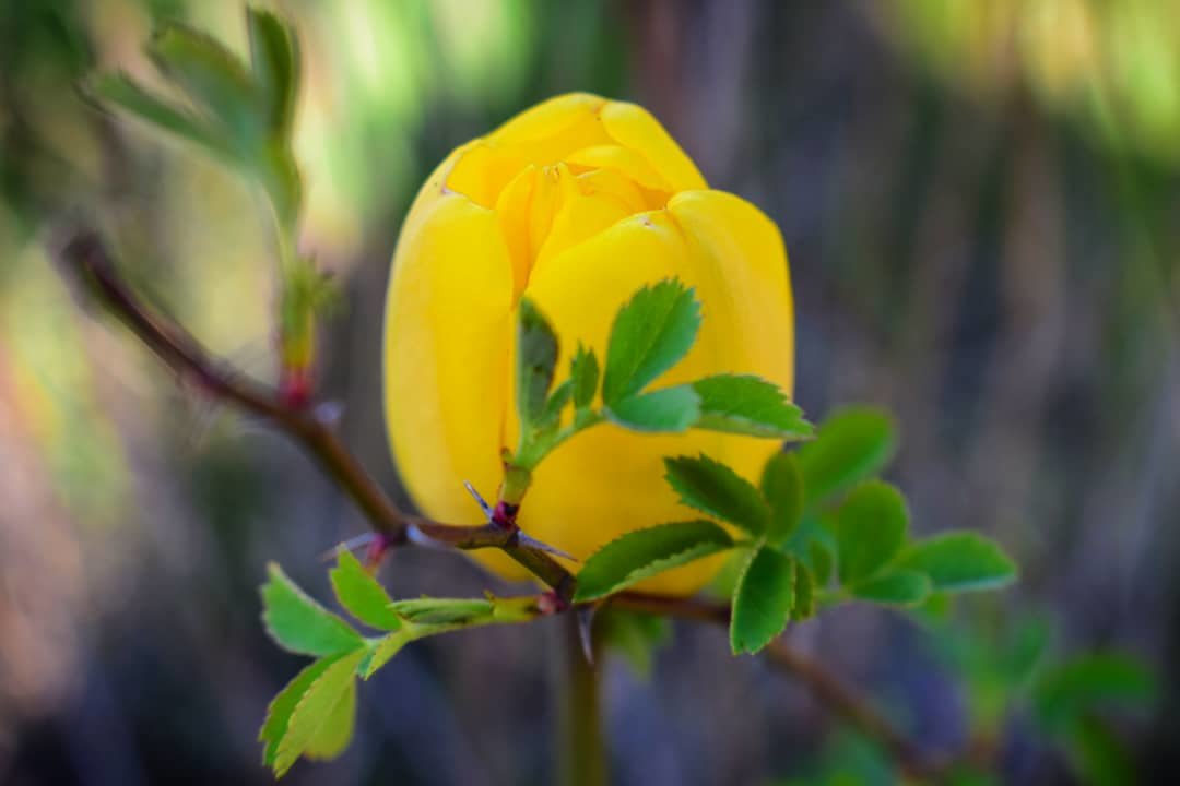 Желтый тюльпан - Оксана Н.