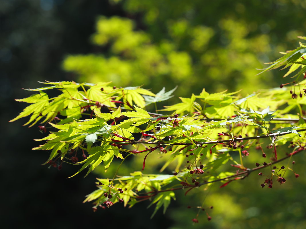 Acer Palmatum Клён дланевидный - wea *