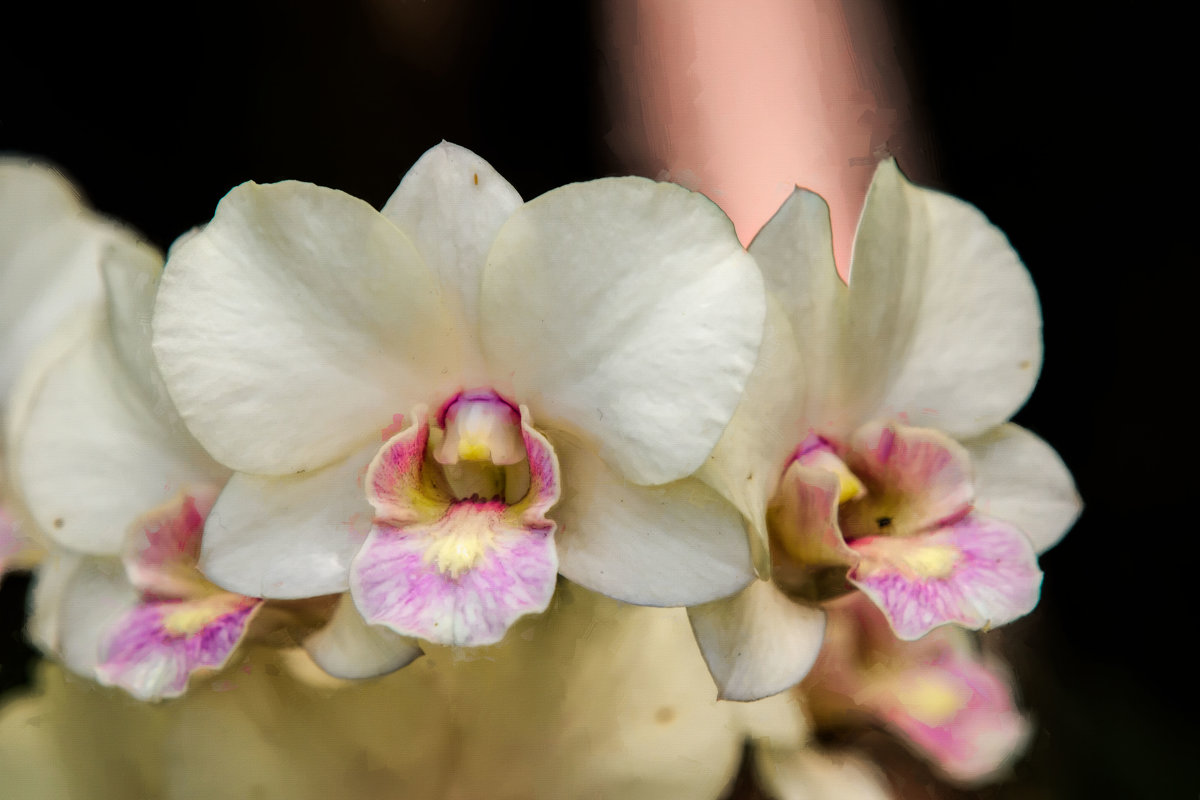 Орхидеи, орхидеи - Олег Чемоданов