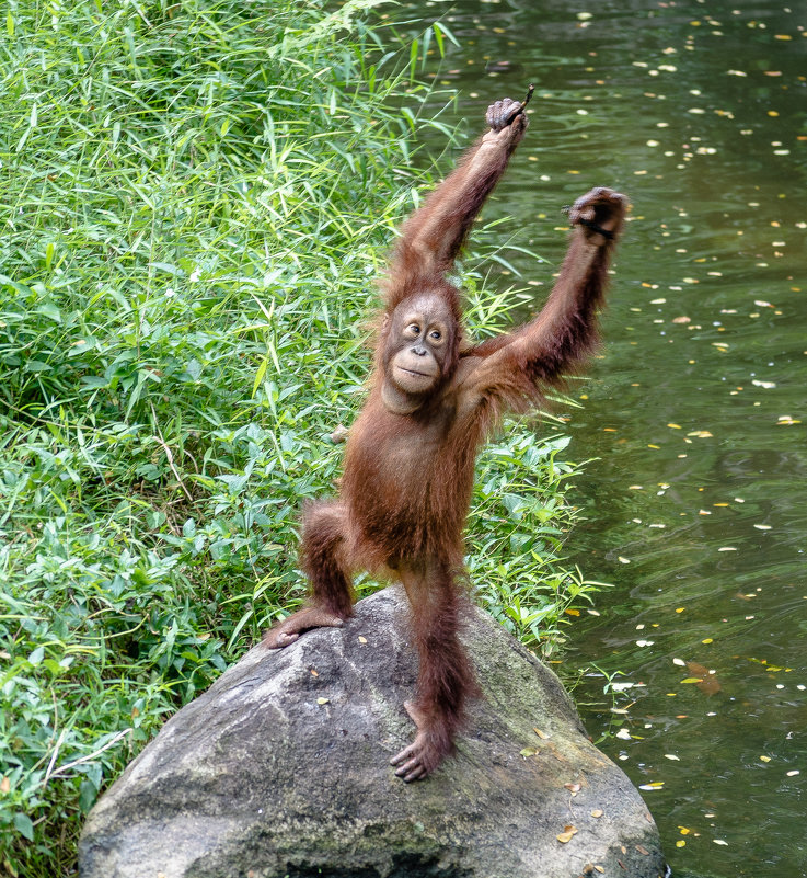 Молодой орангутанг, Сингапурский зоопарк. - Edward J.Berelet