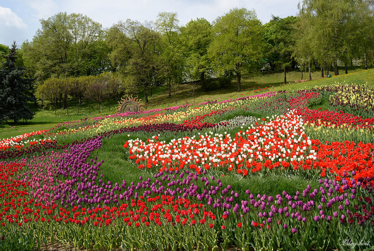 Выставка тюльпанов на Певческом поле - Тамара Бедай 