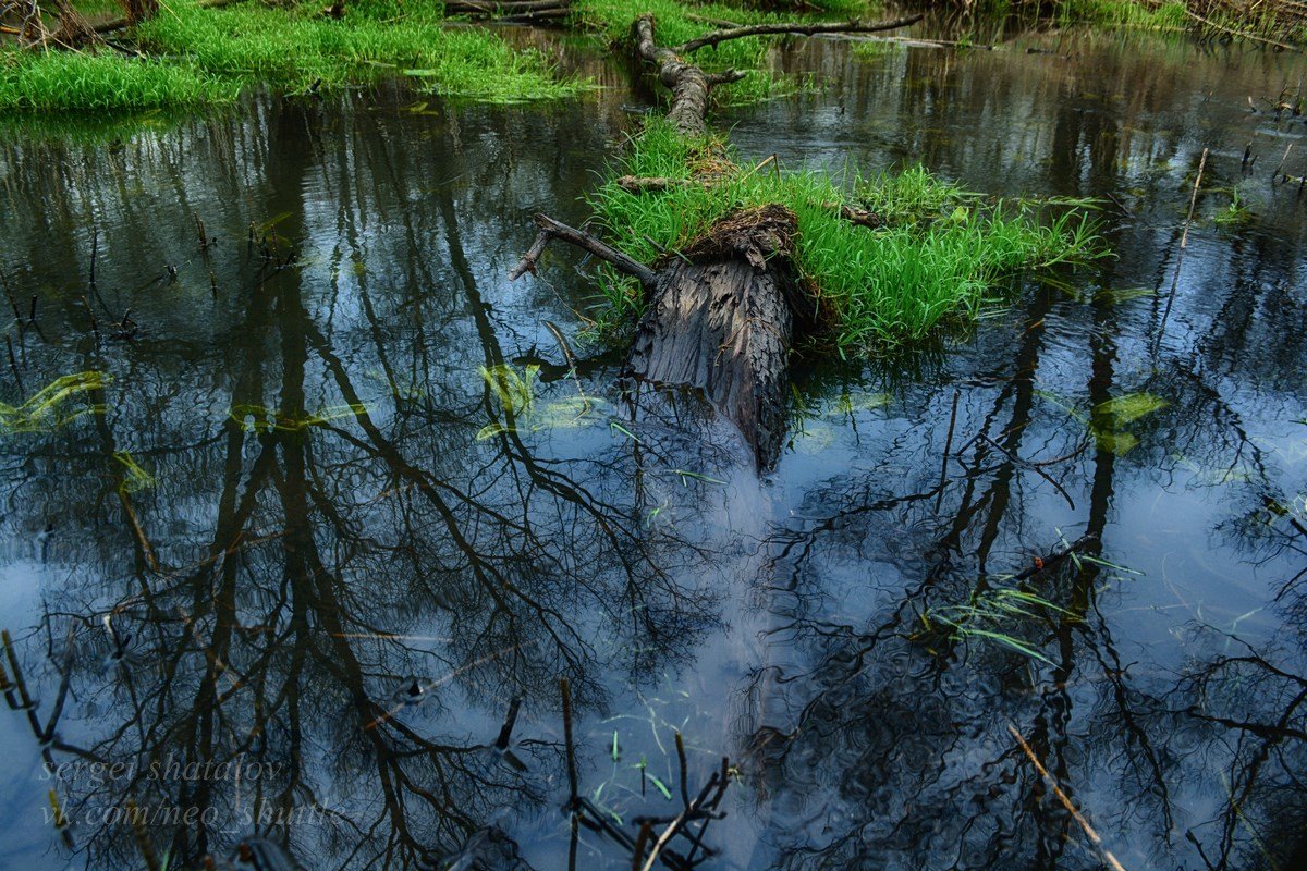 В зеркале лесной реки - Сергей Шаталов