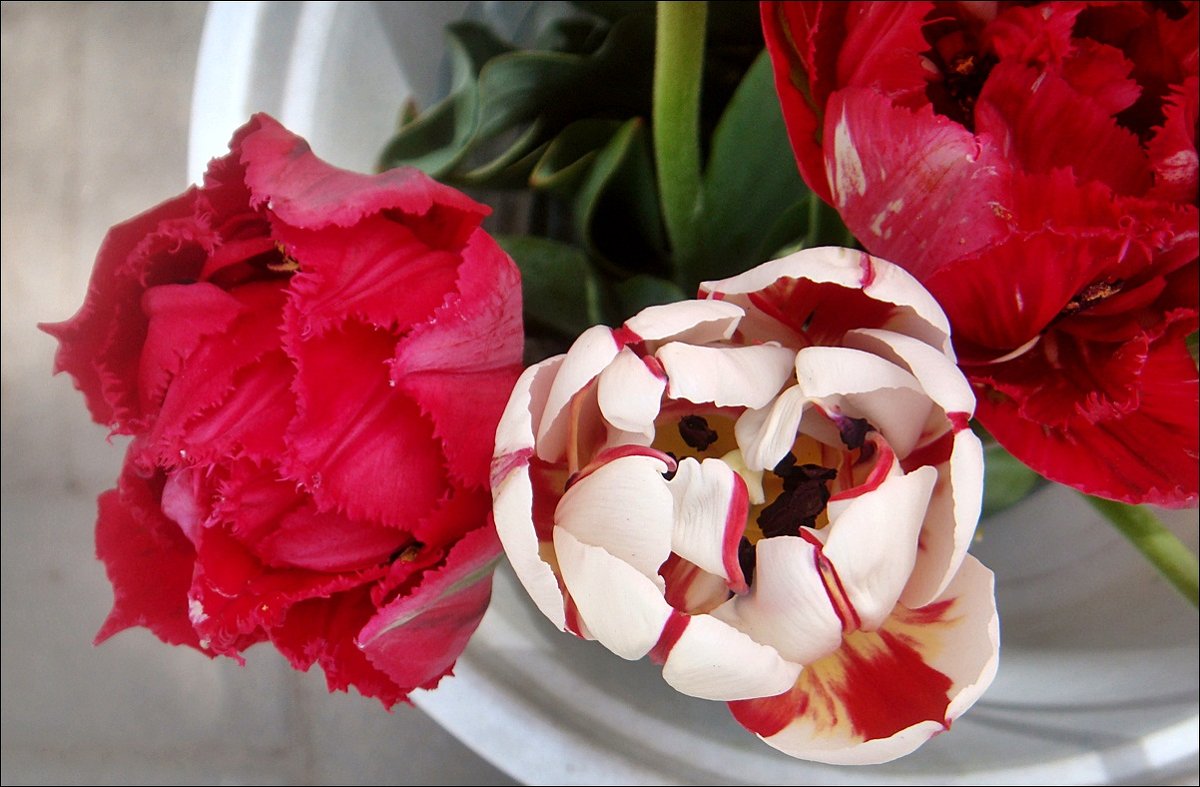 Три тюльпана - Нина Корешкова
