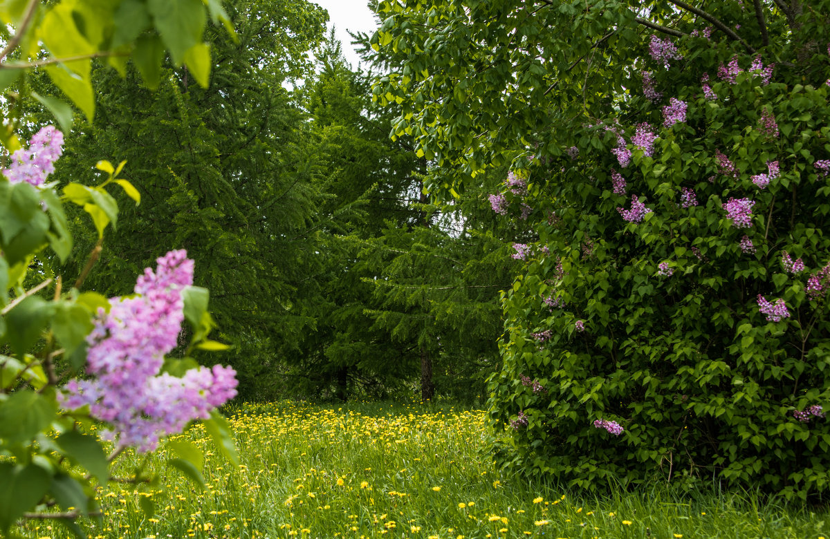 *** - Владимир Безбородов