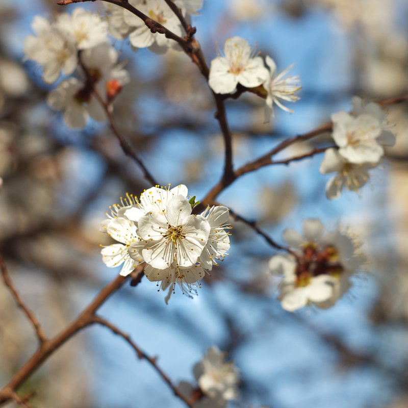 Весна - Надежда 