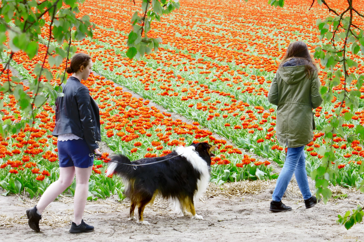 прогулка вокруг поля с тюльпанами - Ekaterina Bertin