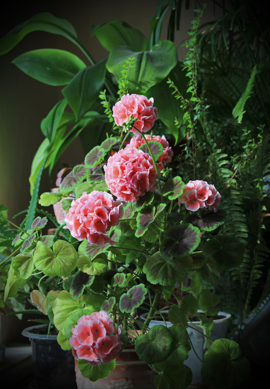 геранька цветет - leoligra 