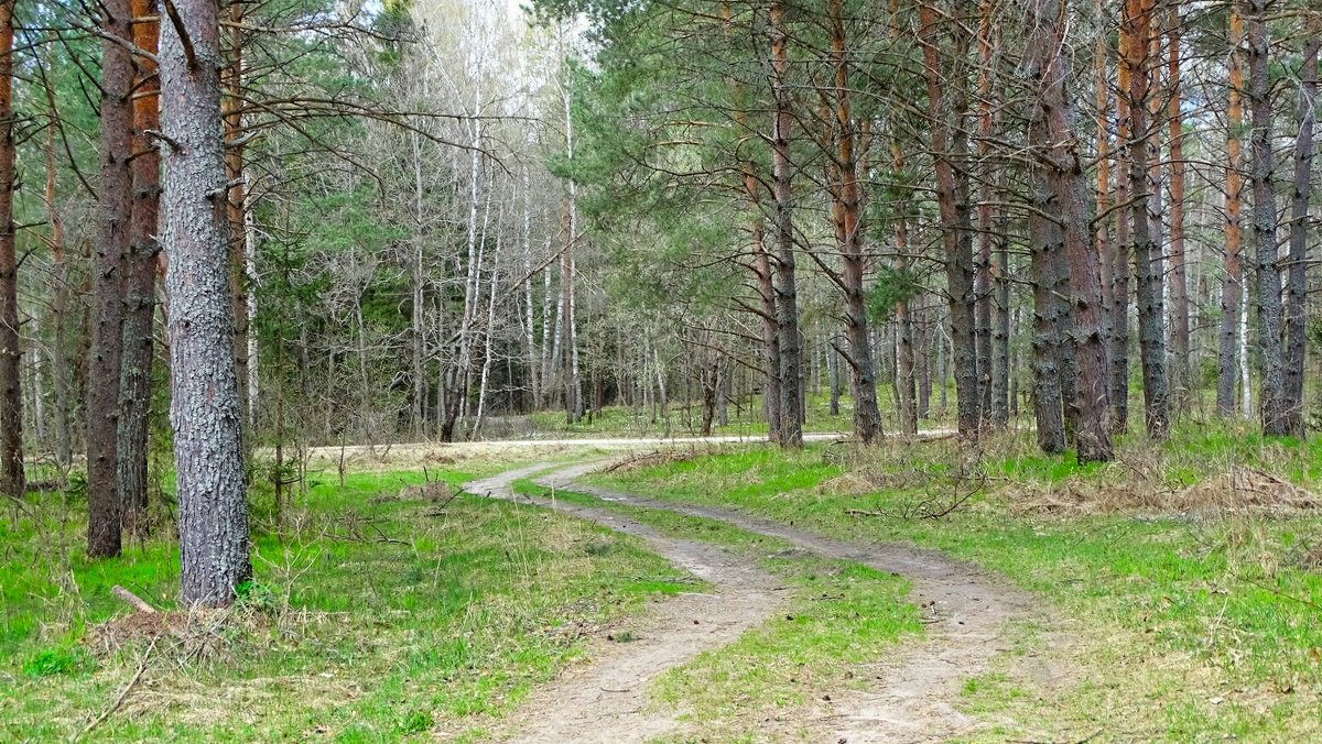 В весеннем лесу - Милешкин Владимир Алексеевич 