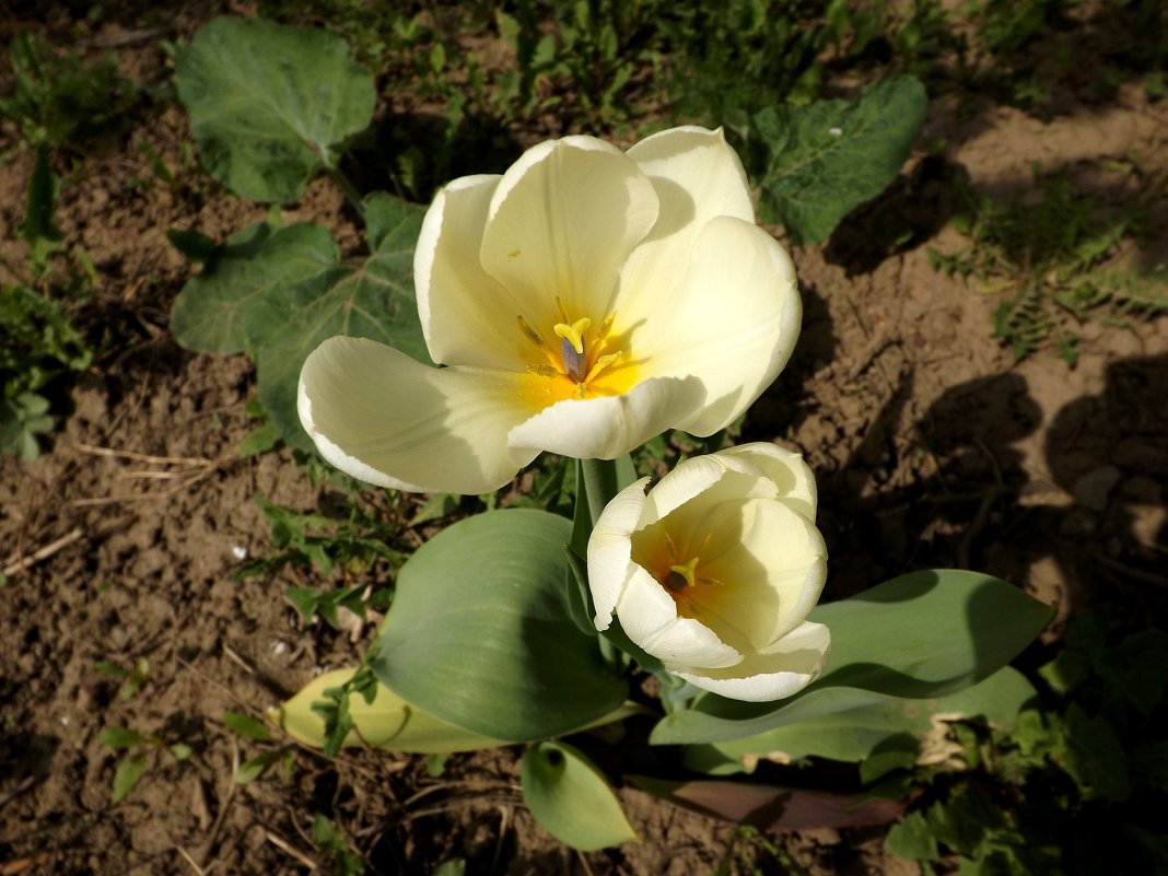 ~Белые тюльпаны~ - Наталья 