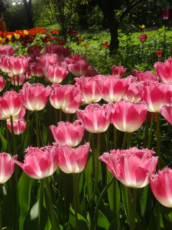 Тюльпаны цветут - Larisa-A-T 